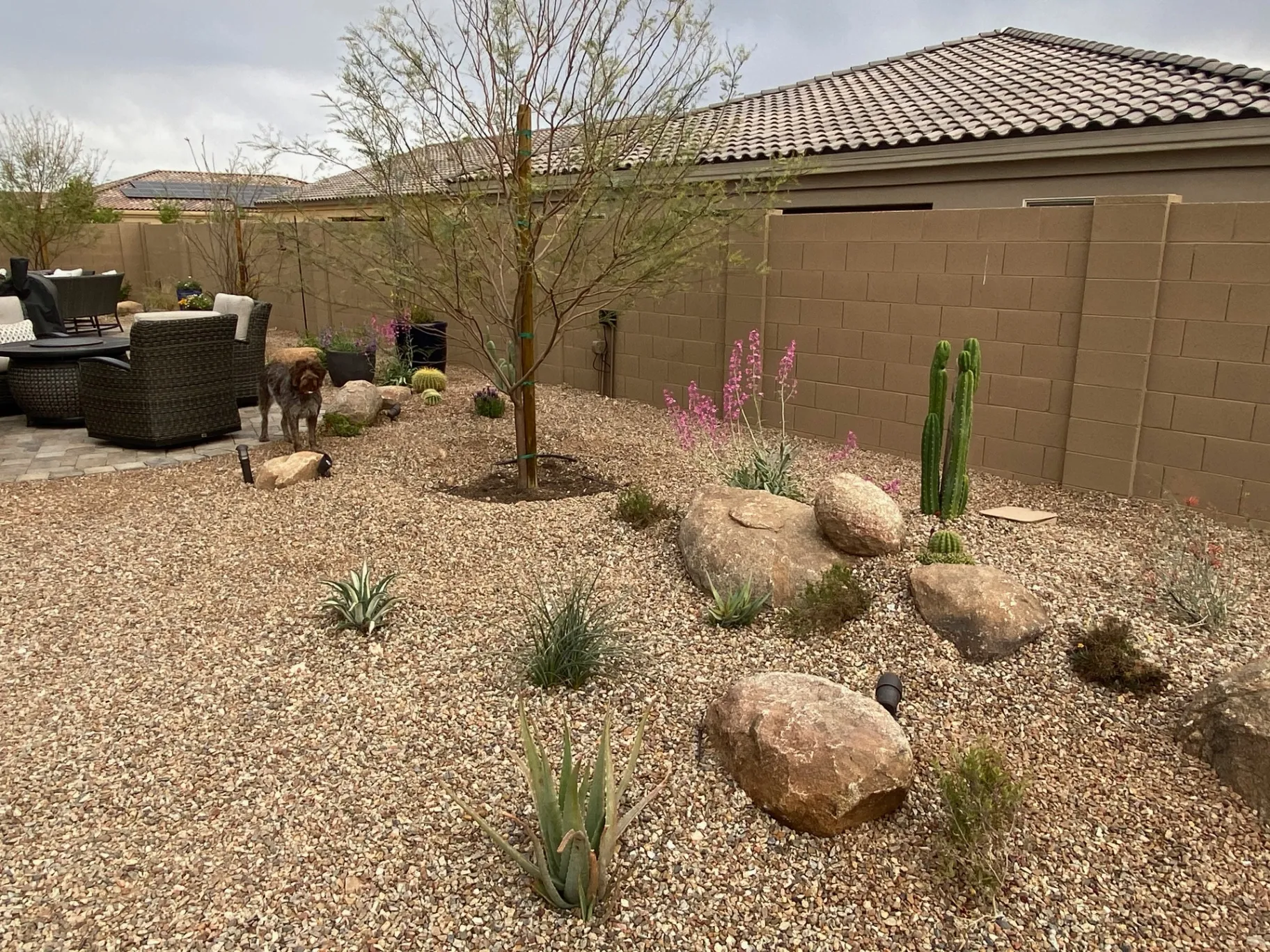 Desert plants and boulder accents